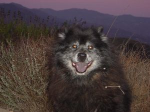 Chump the most beautiful pet Chump the most beautiful pet